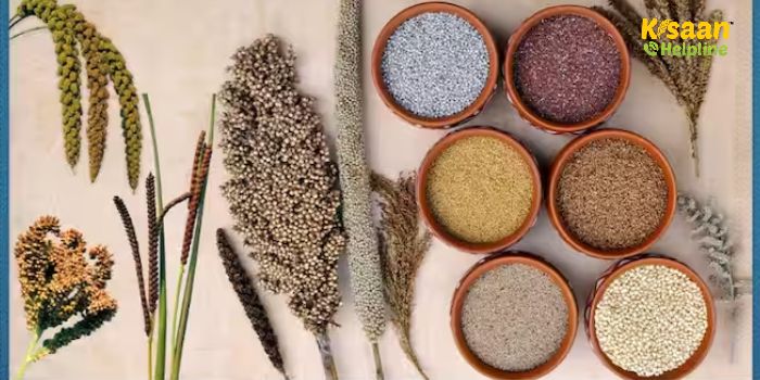 सेहत के लिए वरदान है मोटे अनाज, जानिए पोषण से भरपूर मोटे अनाज के बारे में